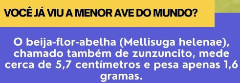 A menor ave do mundo