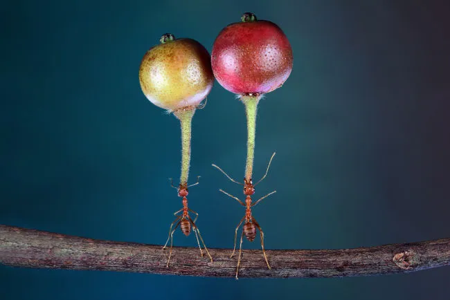 formigas-levantando-cerejas