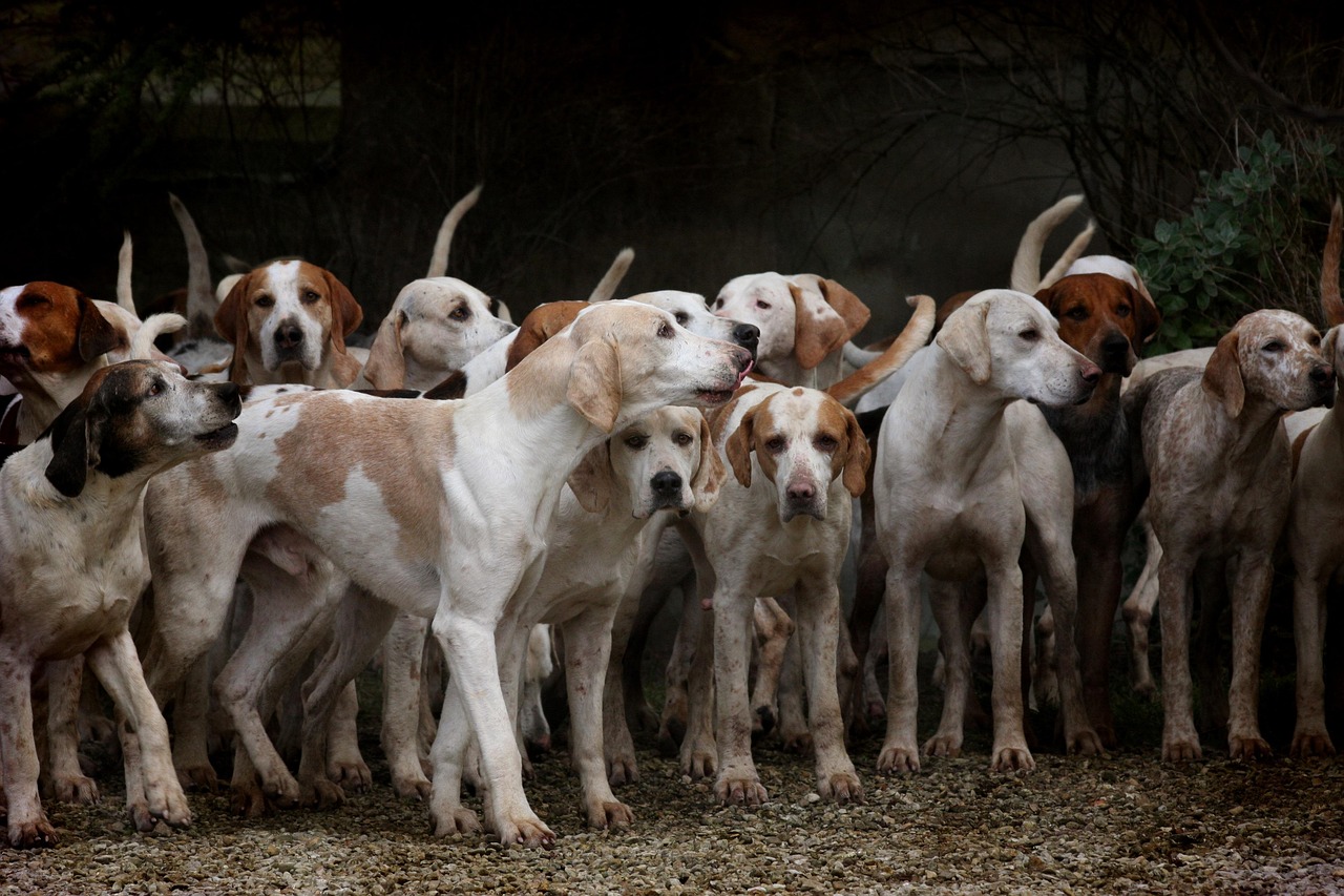 dogs-2691871_1280