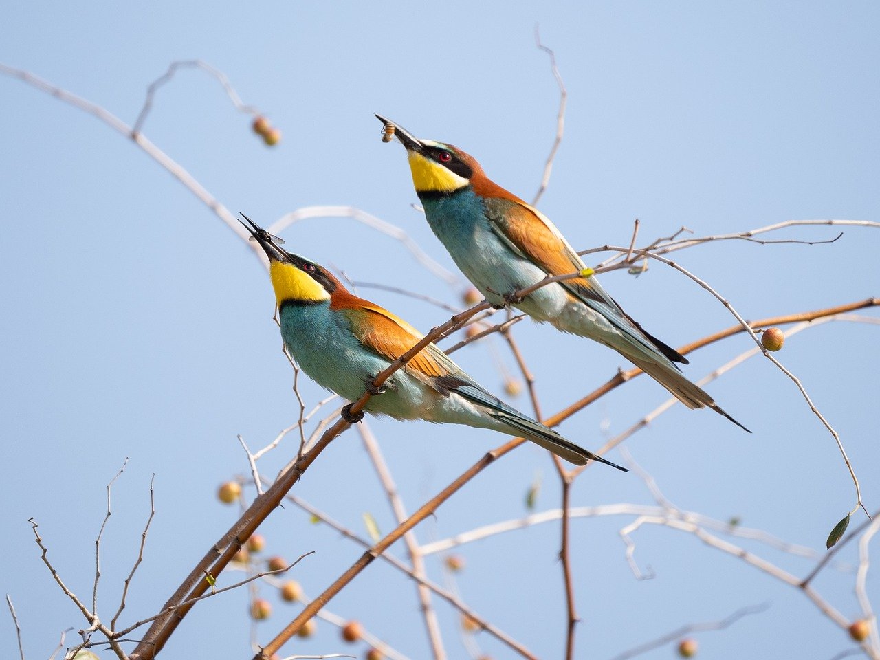 european-bee-eater-9030680_1280