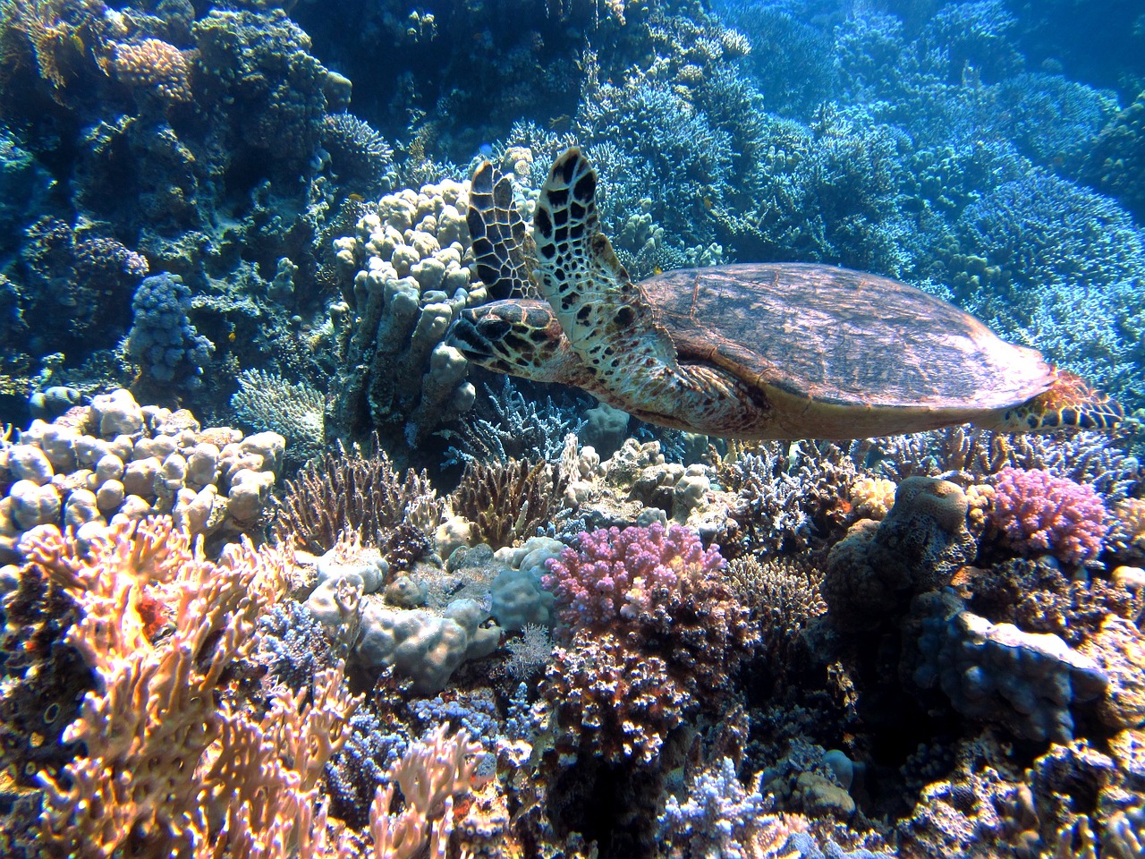 tortoise-185484_1280