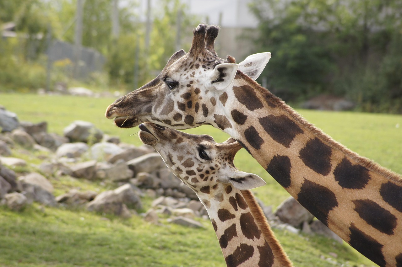 animal-4638681_1280