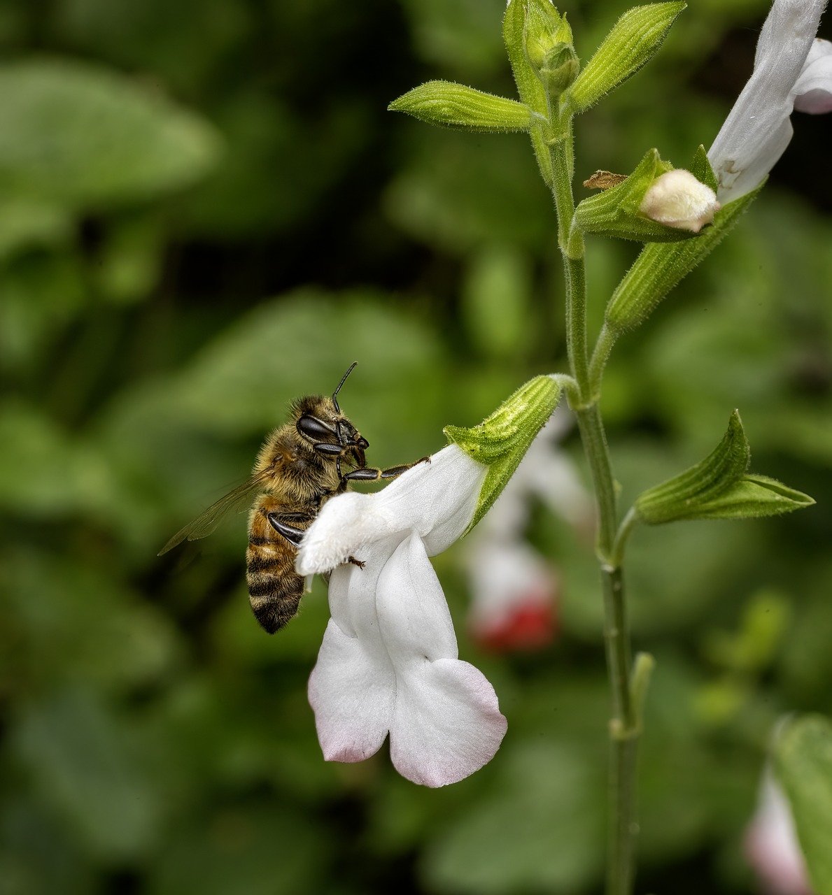 bee-8958508_1280