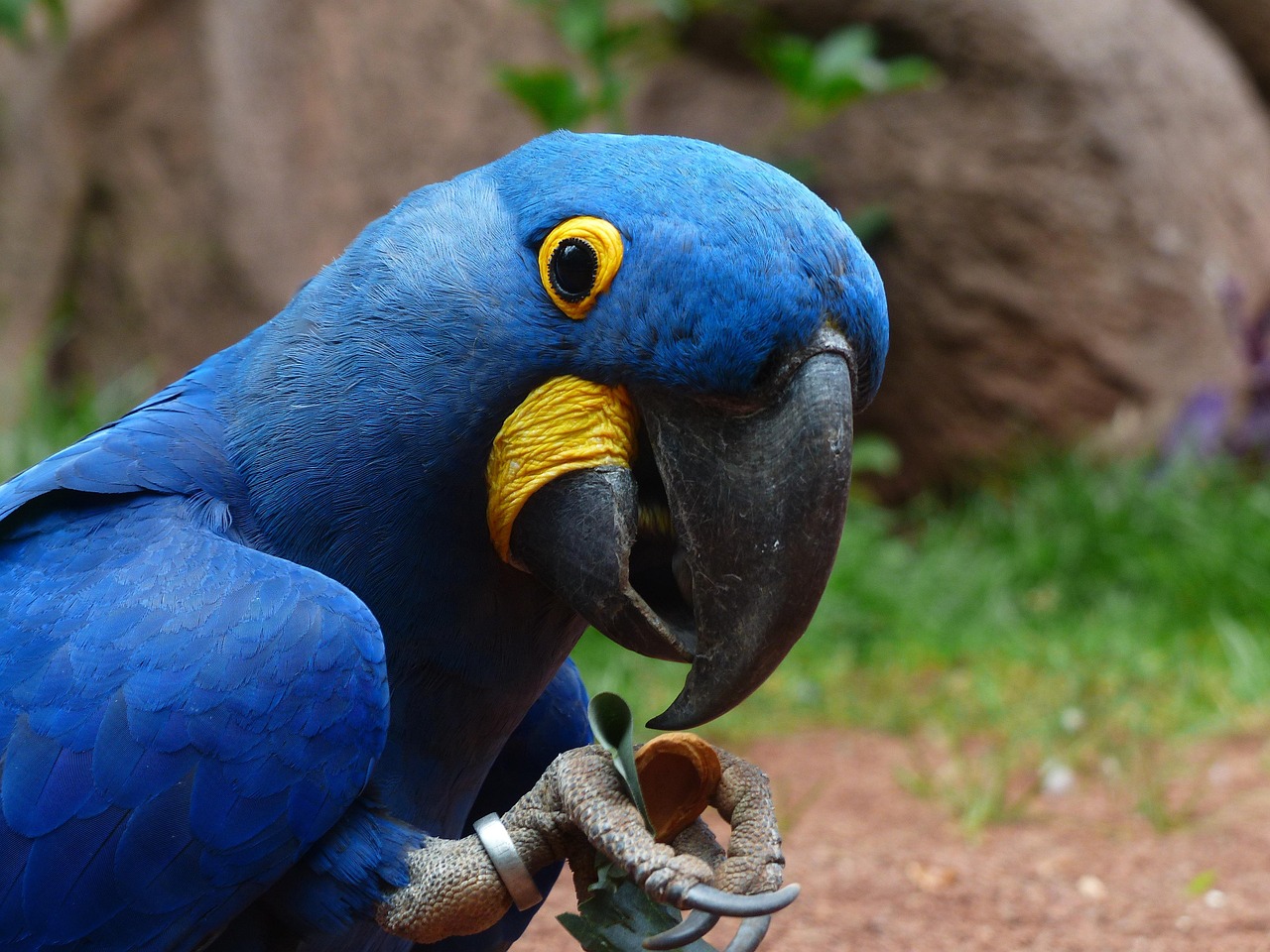 bird-406776_1280