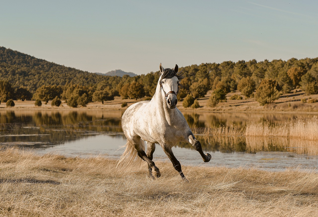 horse-6276602_1280