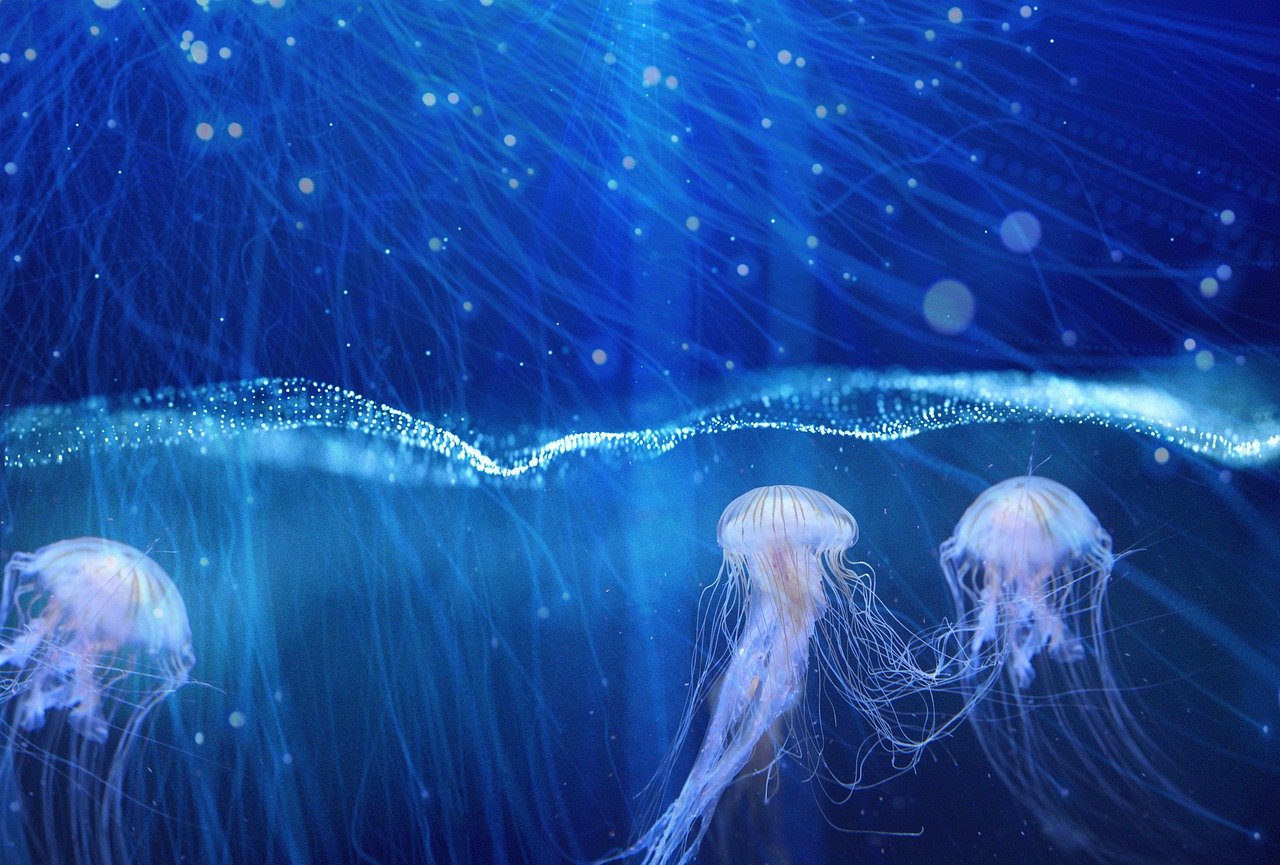 jellyfish-7041588_1280