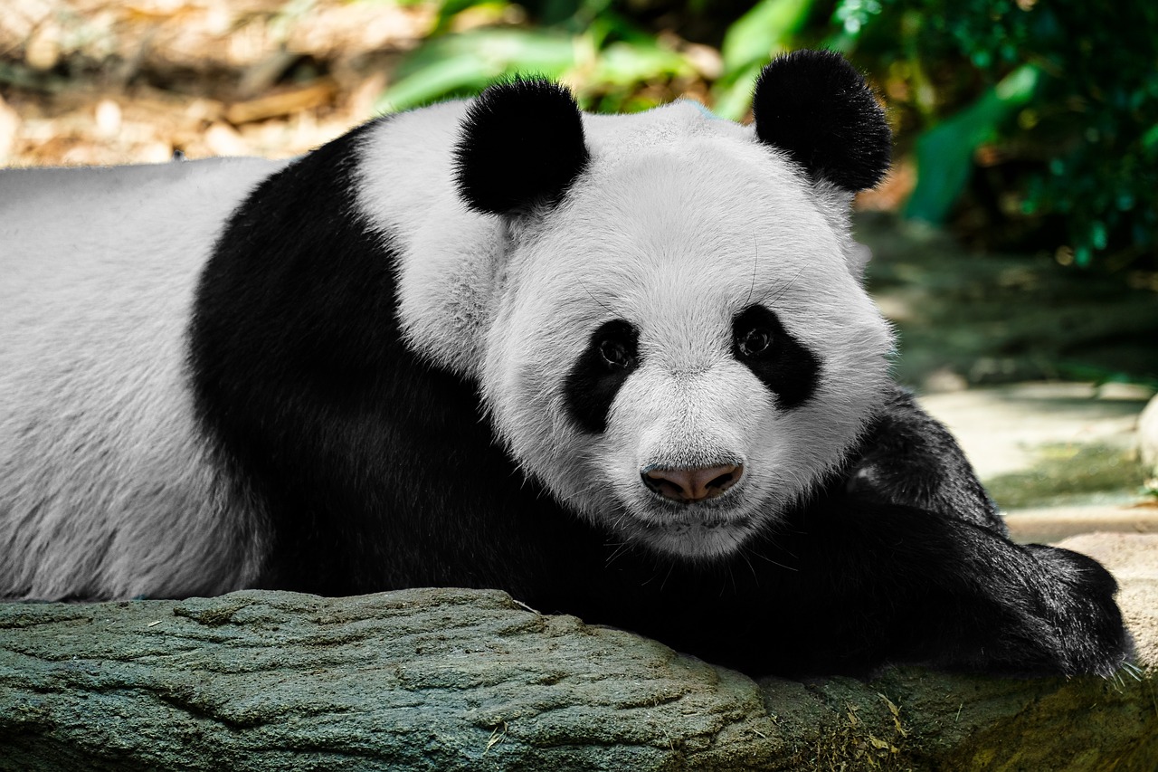 panda-6654167_1280