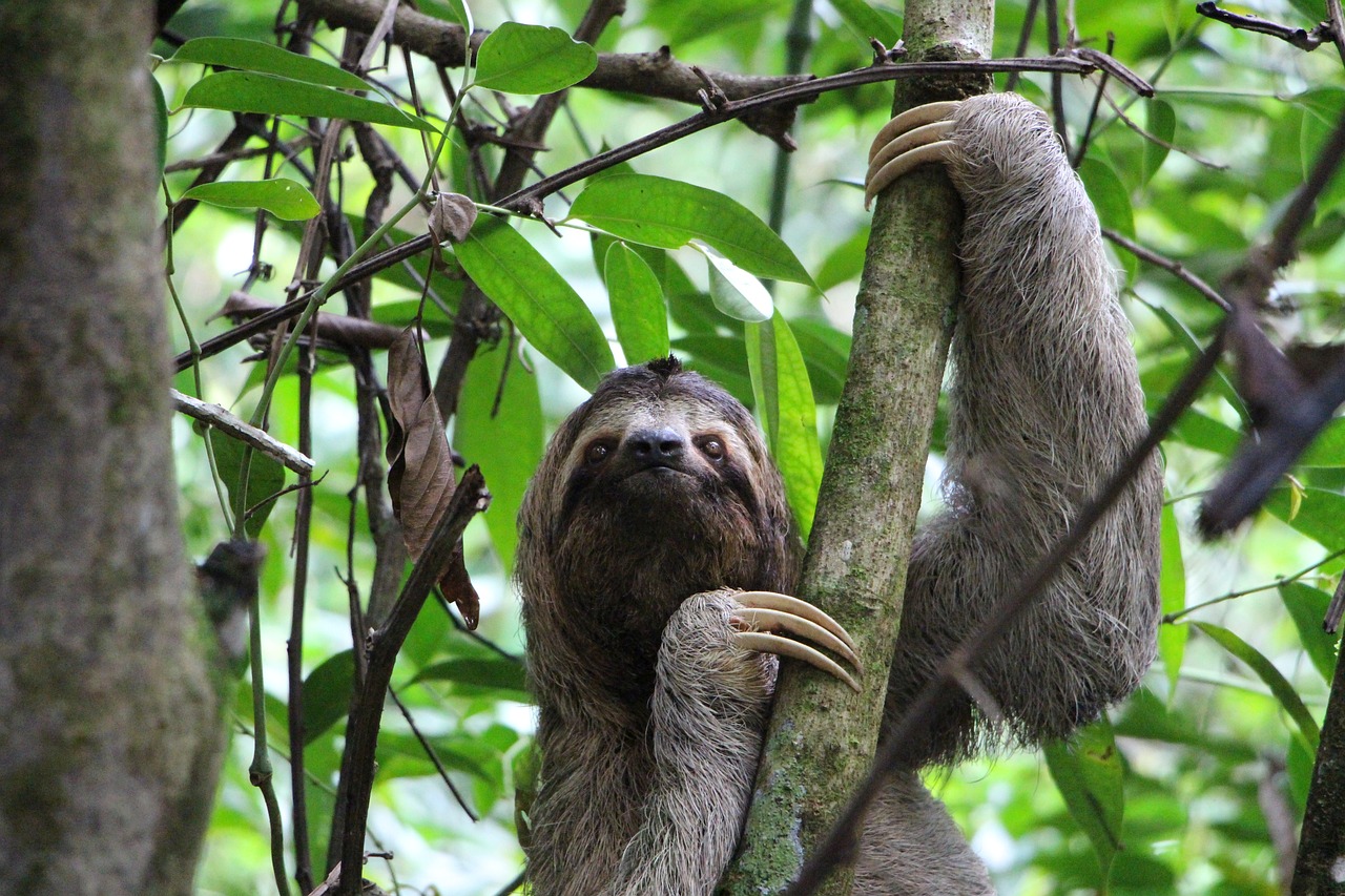 sloth-2759724_1280