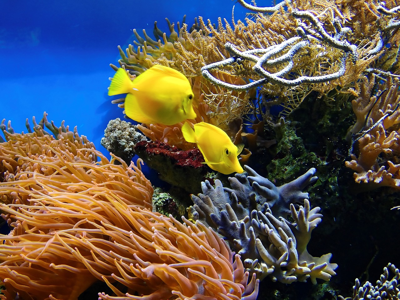 corals-1355474_1280