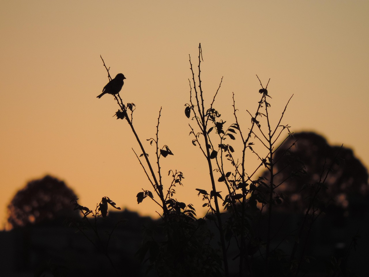 sparrow-458354_1280