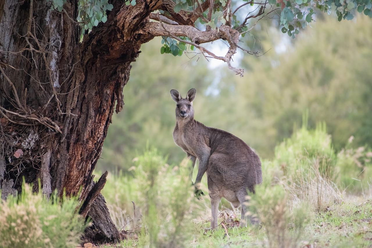 kangaroo-6396706_1280