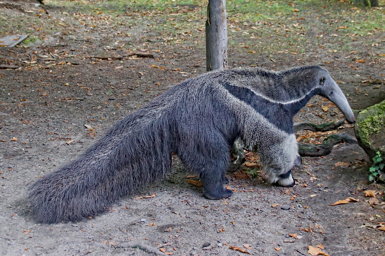 anteater-4571698_1280