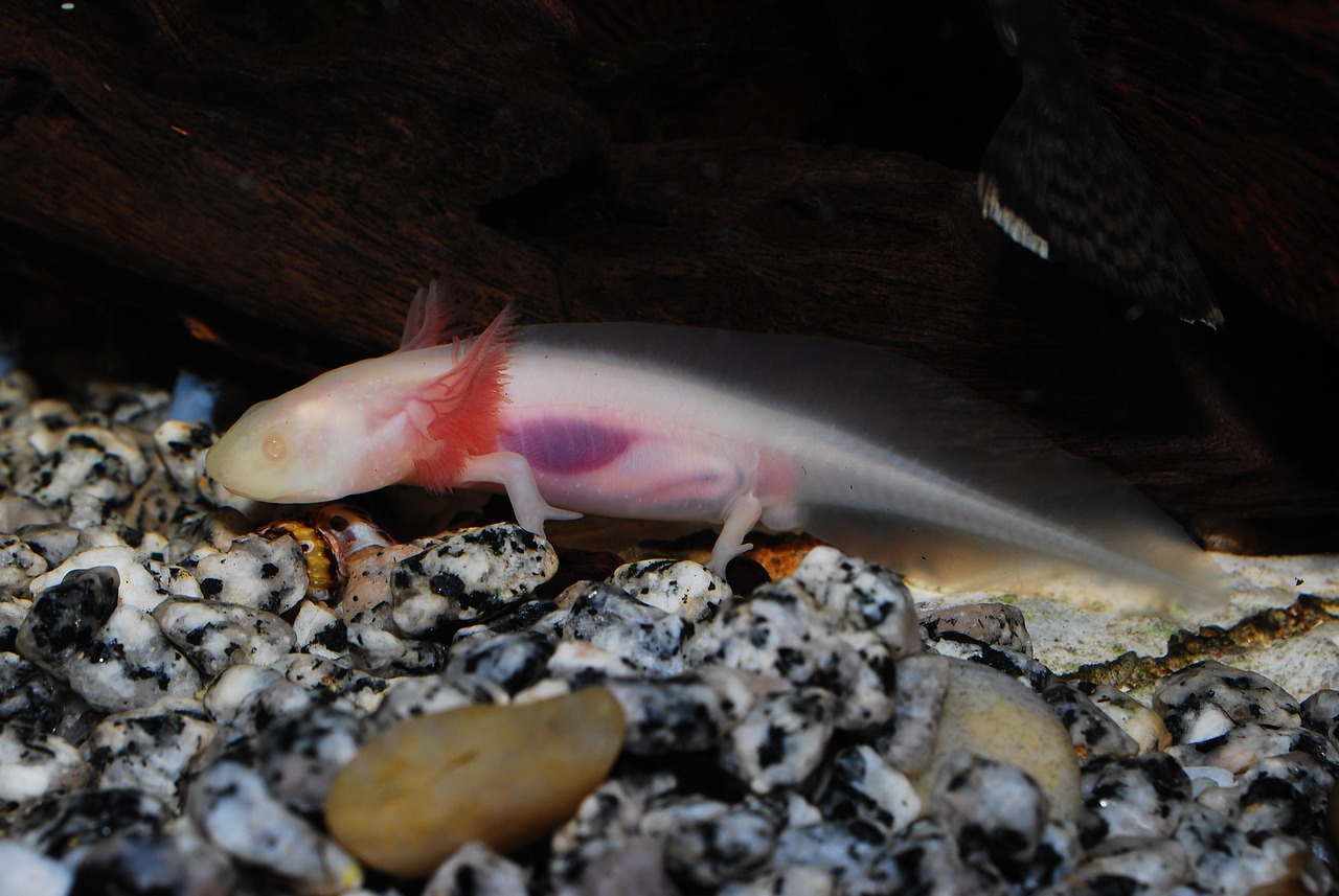 axolotl-6870652_1280