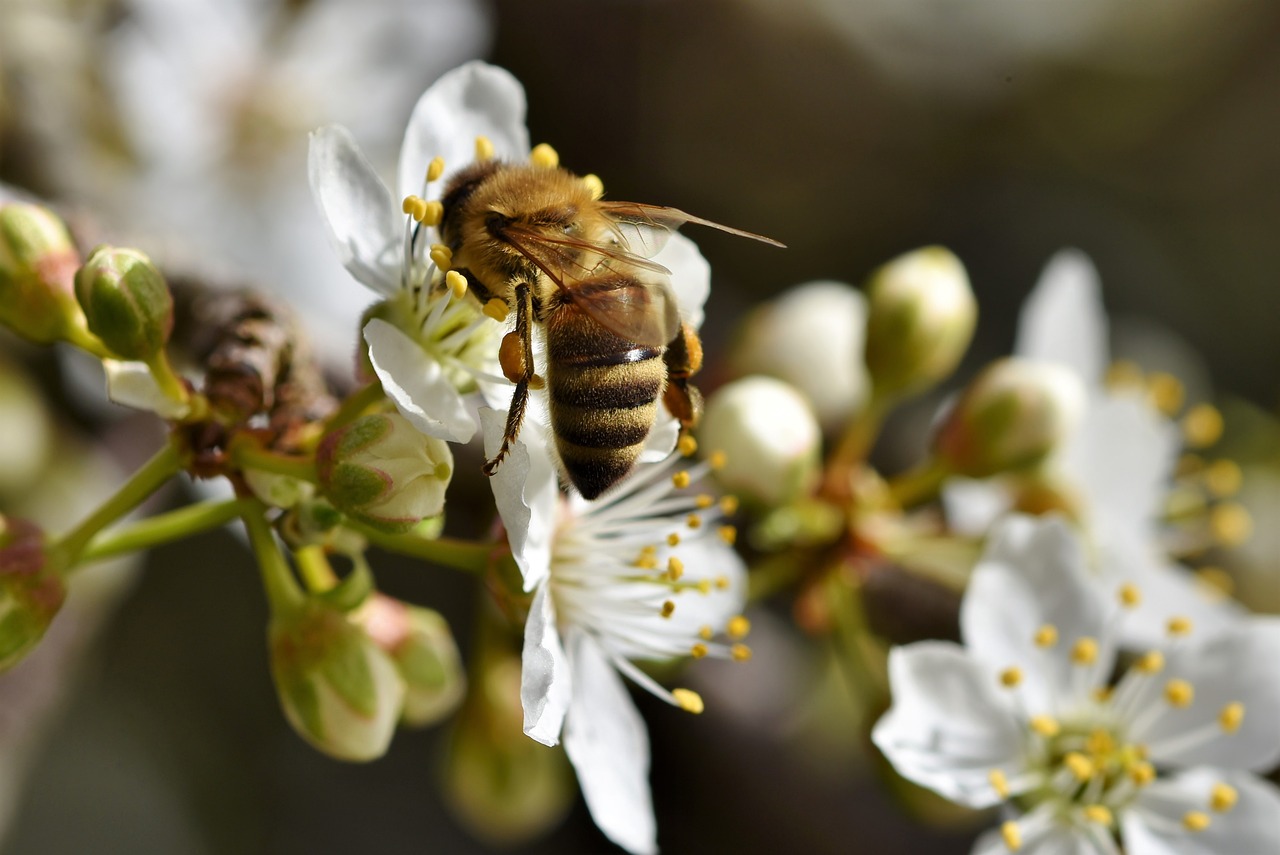 bee-4931194_1280