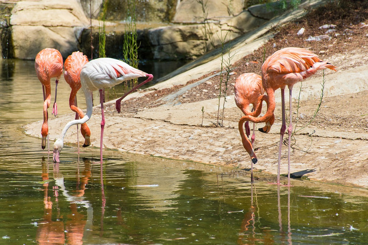 greater-flamingo-3610939_1280