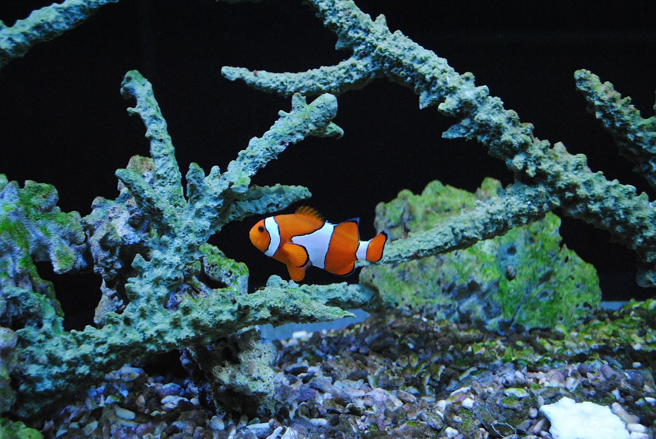 nemo-1121564_1280