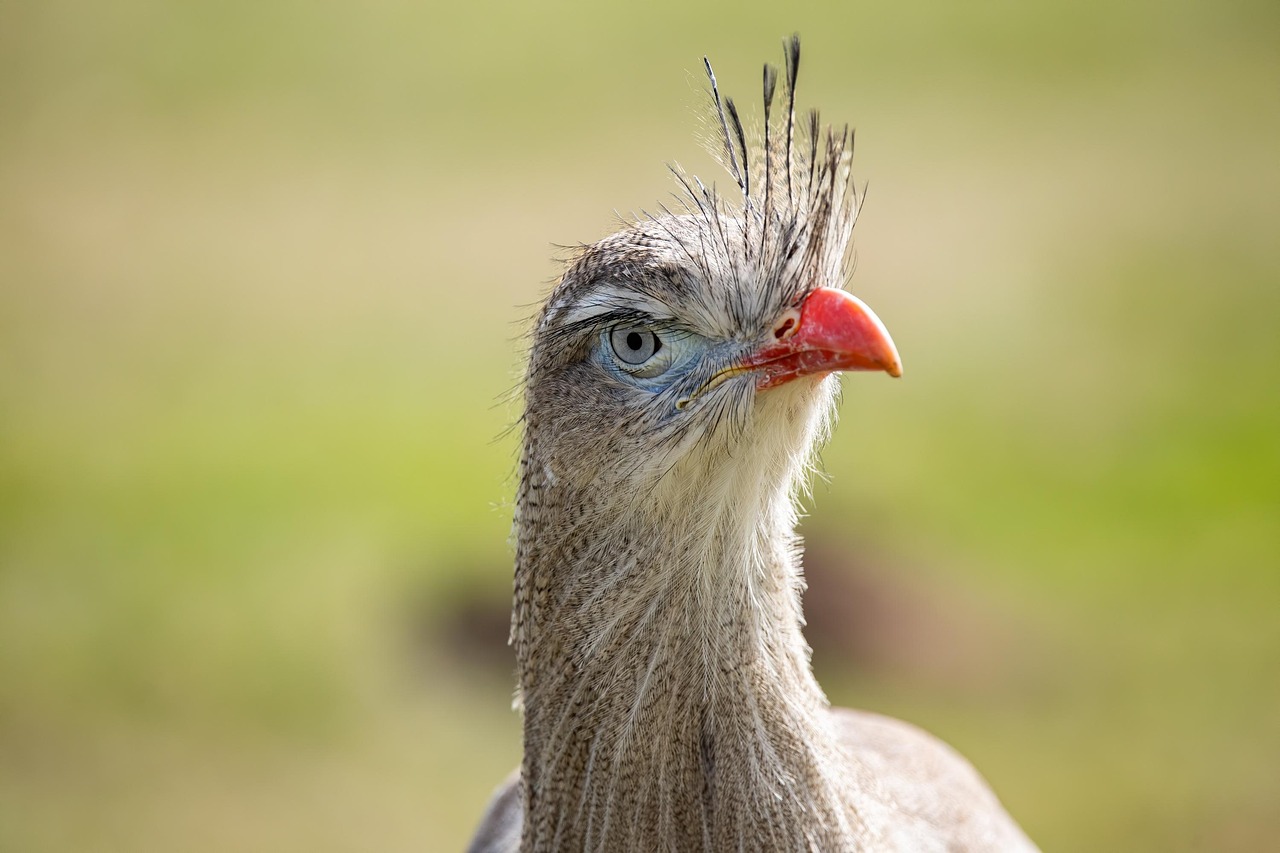 red-legged-seriema-6655969_1280