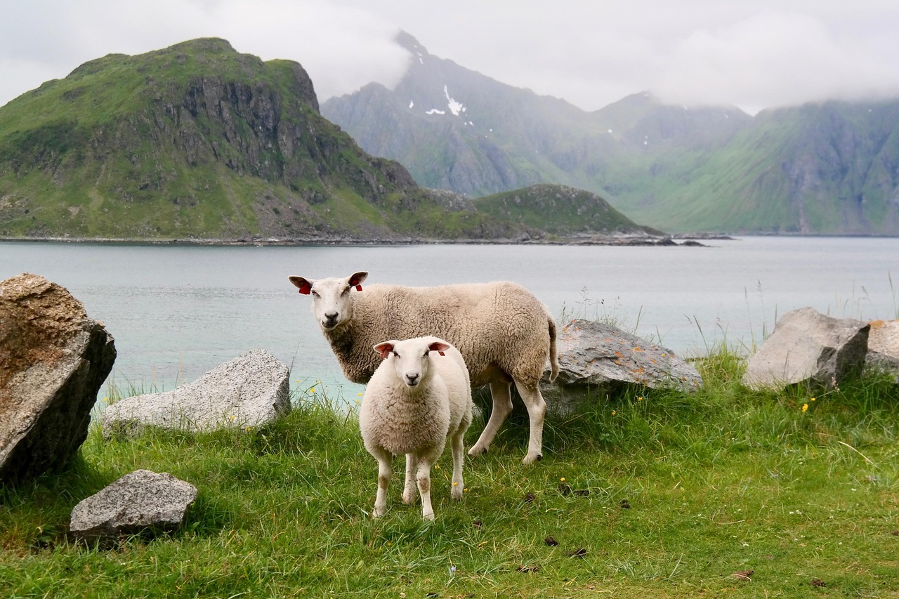 sheep-5215213_1280