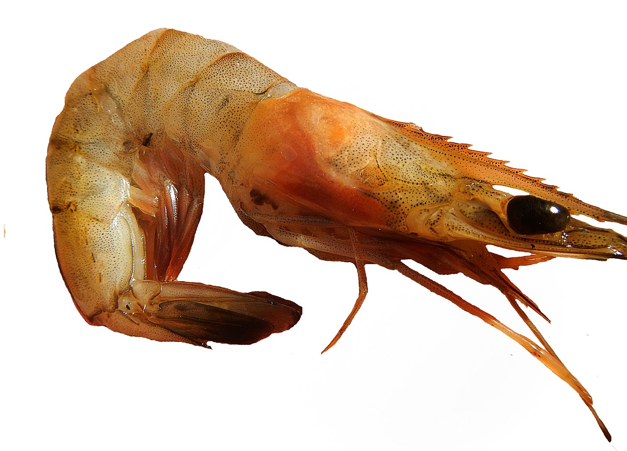 shrimp-2393818_1280