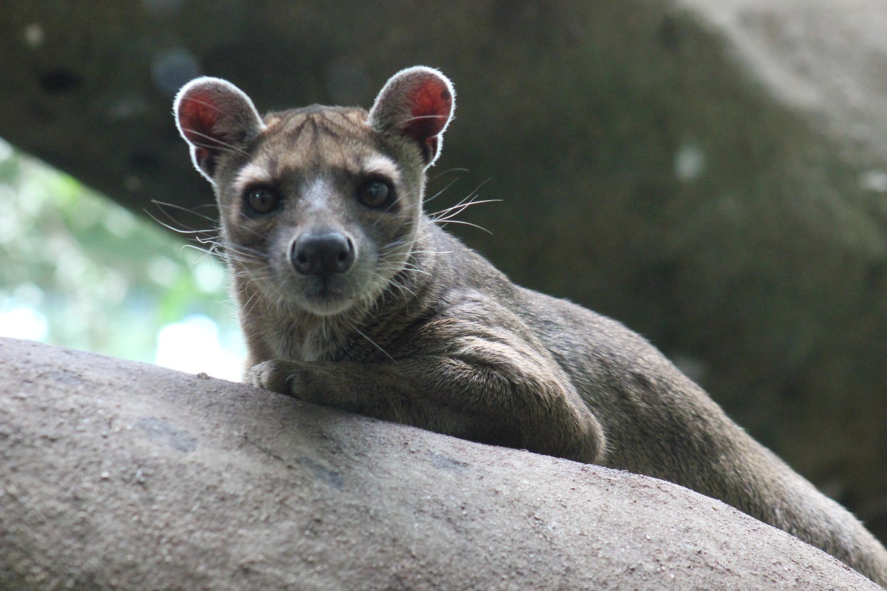 animal-6621313_1280