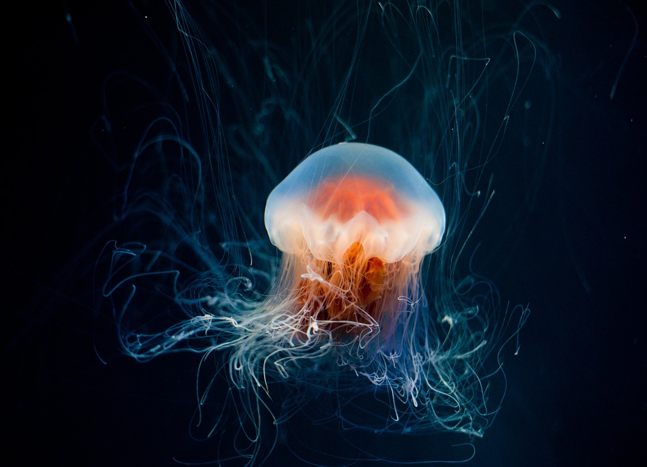 jellyfish-6653502_1280