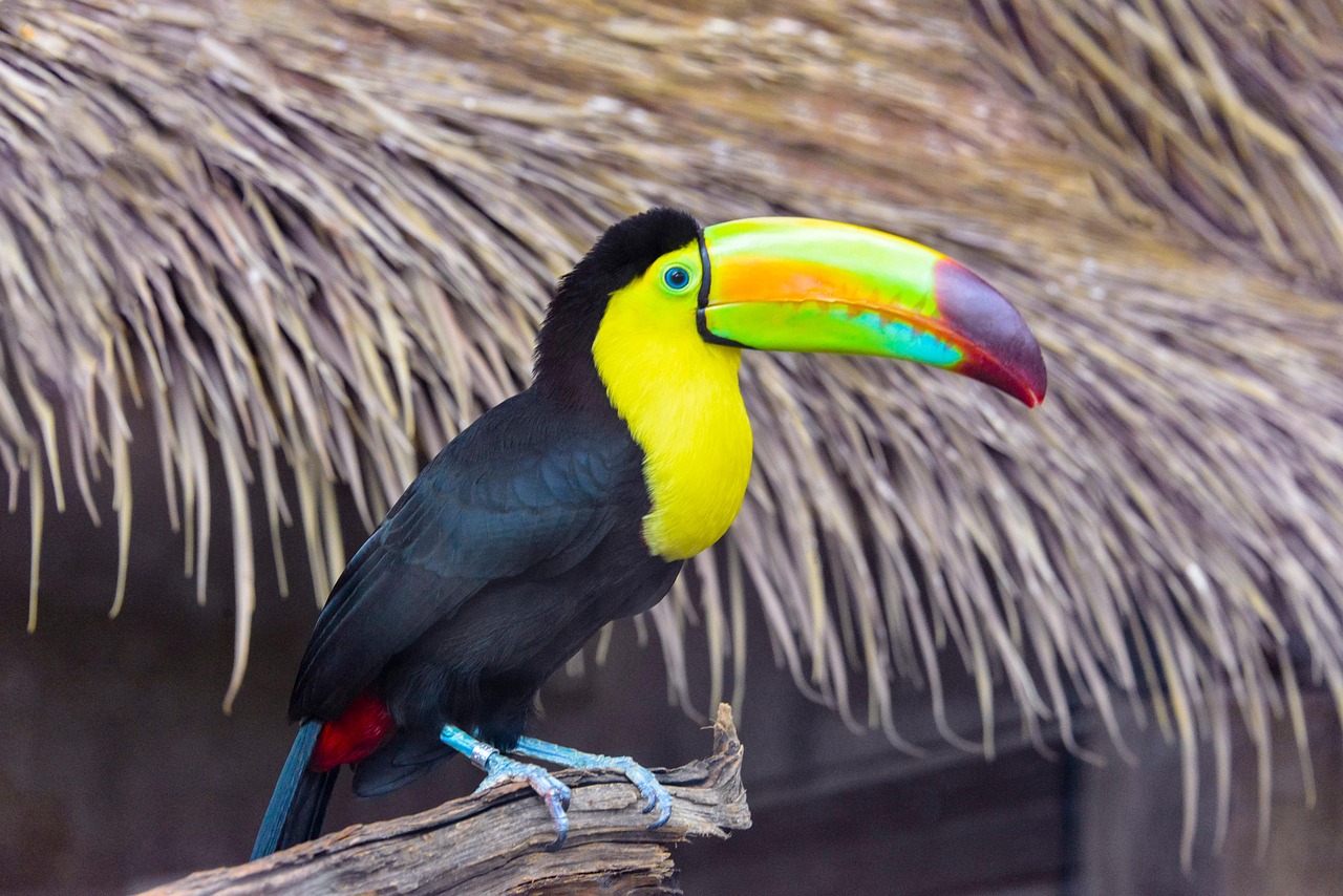 keel-billed-toucan-5694013_1280