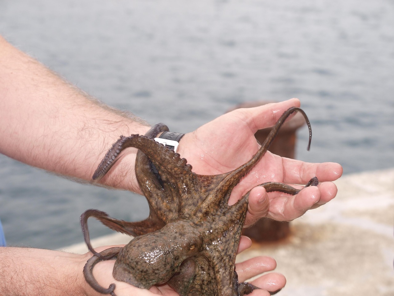 octopus-523654_1280