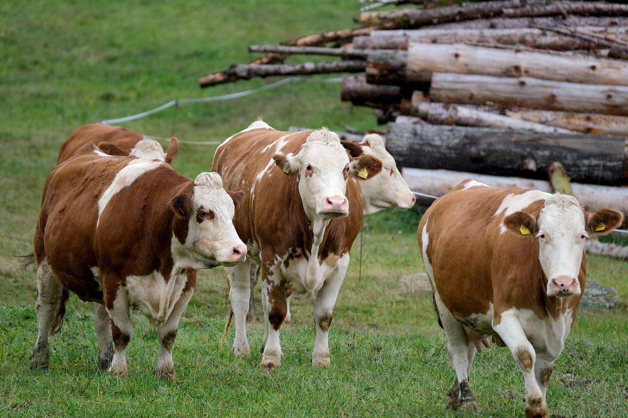 cow-5717273_1280