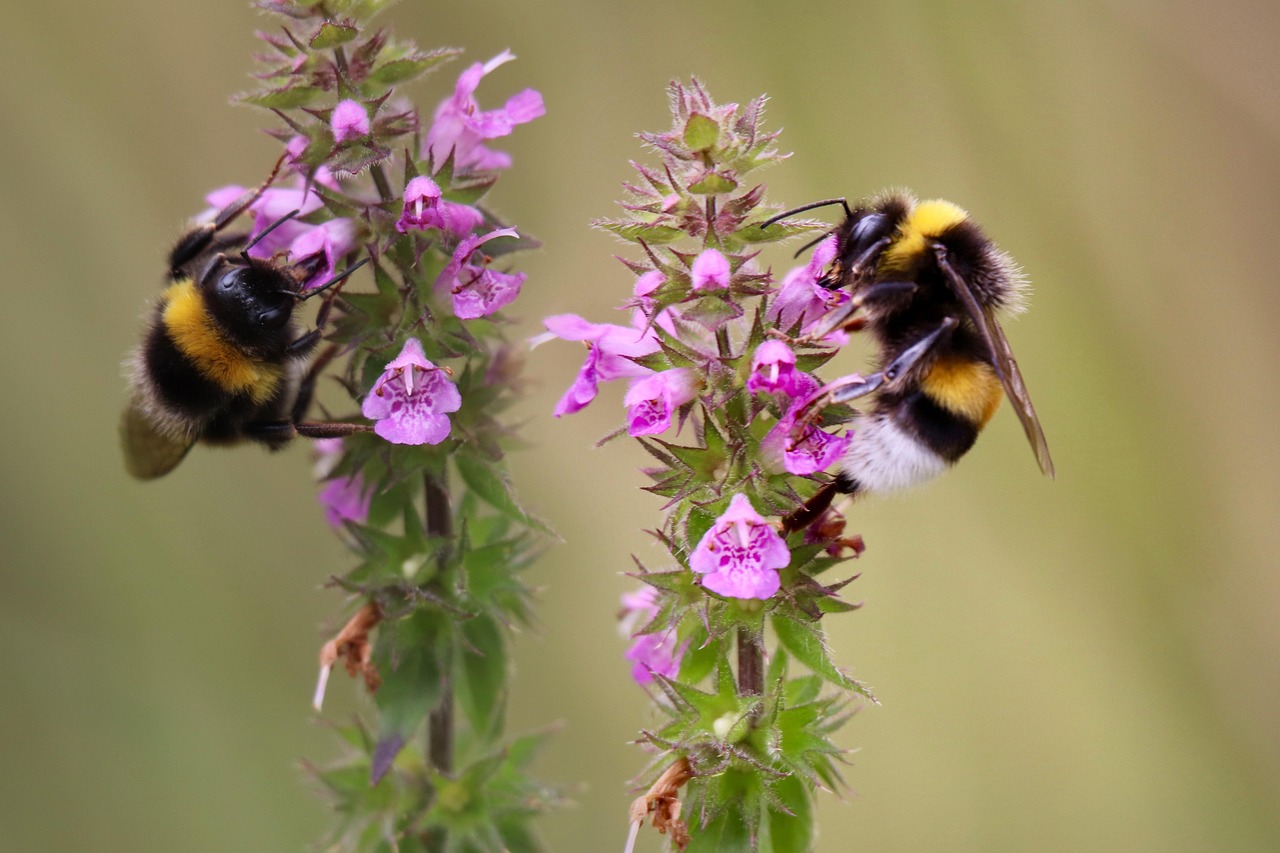 dark-earth-bumblebees-8878494_1280